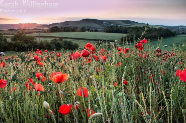 flower-fields