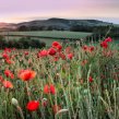 flower-fields