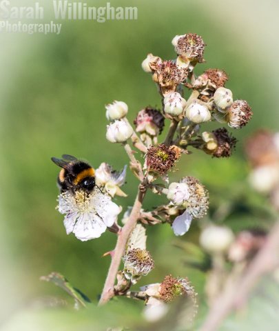 flower-bee